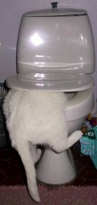 cat-toilet