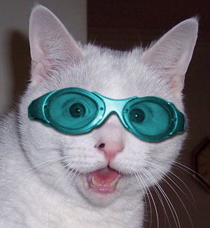 glasses-cat