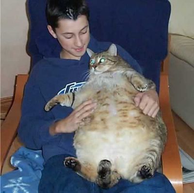 fat-cat